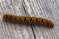 53